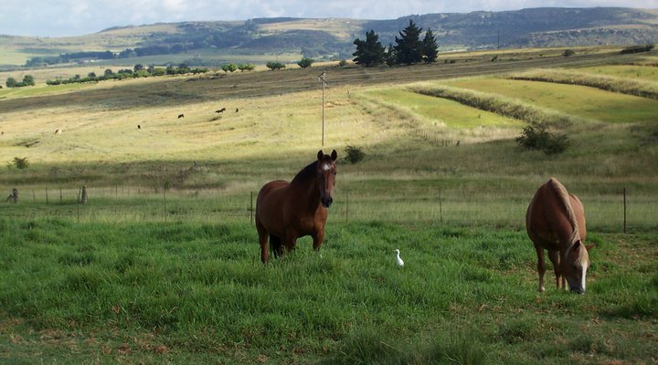 Walkabout Estate Guest Farm
