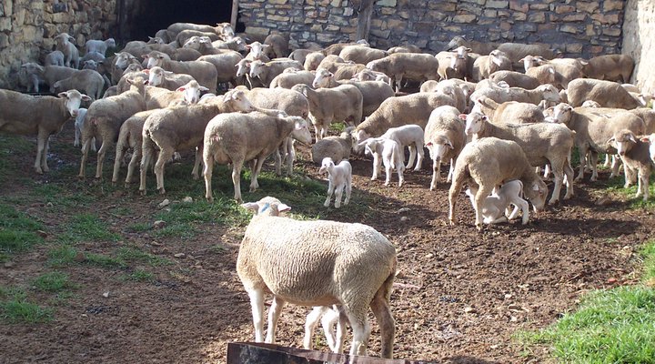 Walkabout Estate Guest Farm