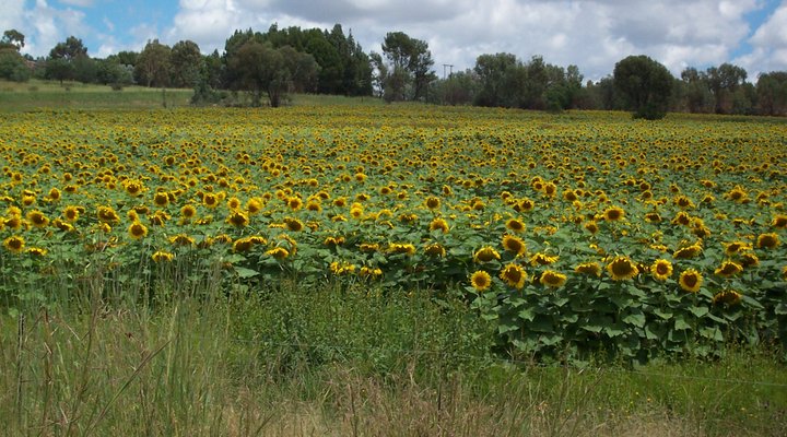 Walkabout Estate Guest Farm
