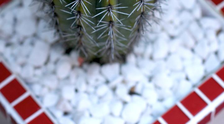 Cactus House Guest House