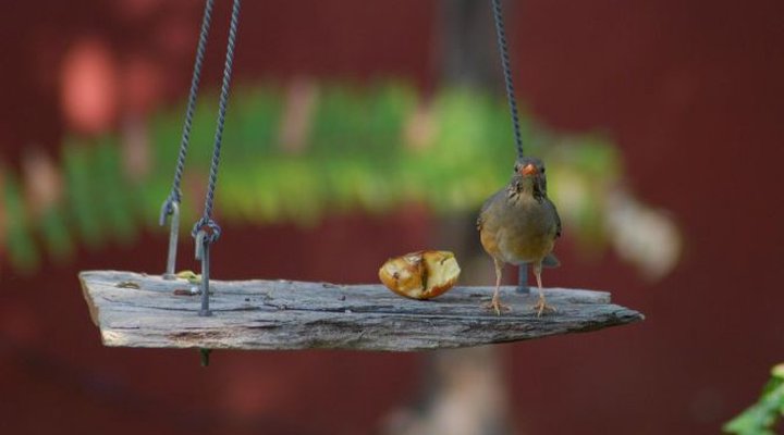Uncle Tom's Guest House