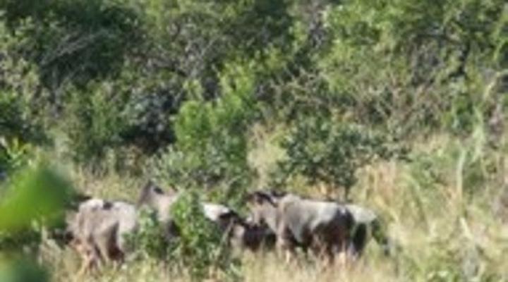 Mashudu Private Game Lodge