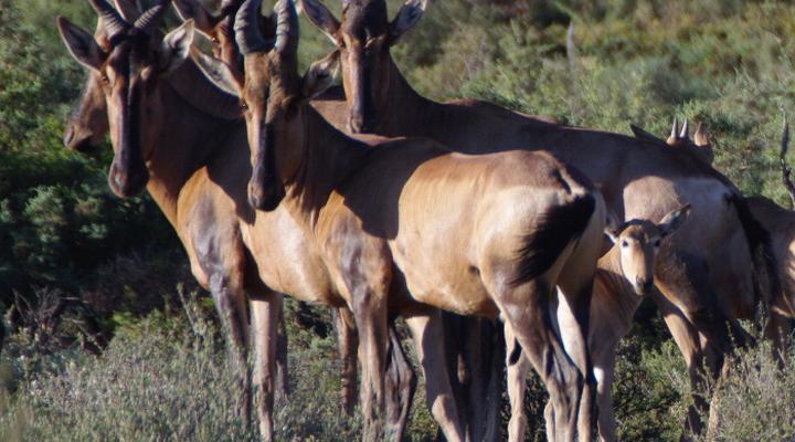 Haaspoort Bushcamp Private Nature Reserve