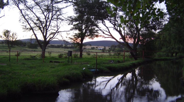 African Olive Country Estate
