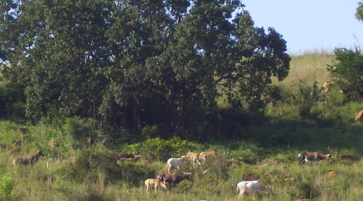 Tswalu Grove Safari Lodge