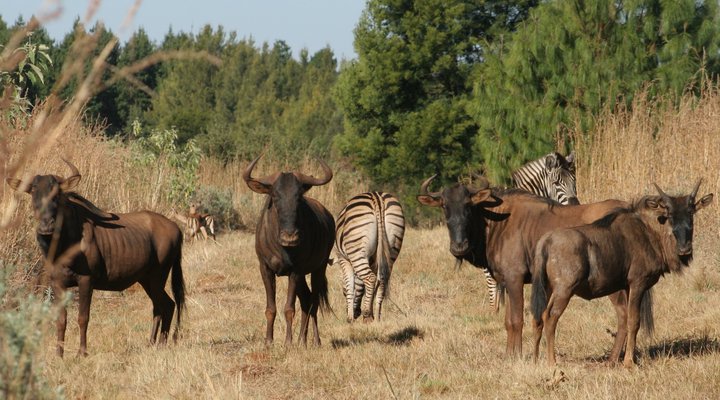 Silver Mist Adventure Lodge