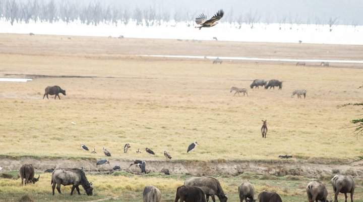Sarova Lion Hill Game Lodge