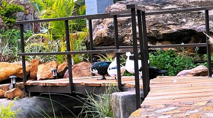 Gwango Tamarillo Estate