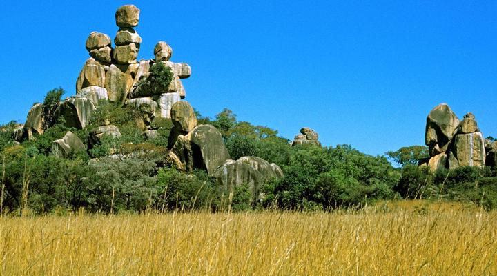 Gwango Tamarillo Estate