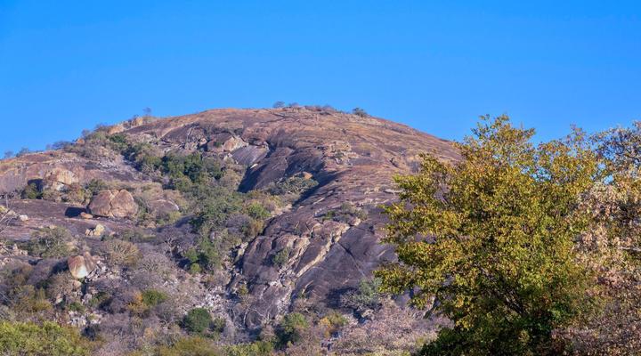 Gwango Tamarillo Estate