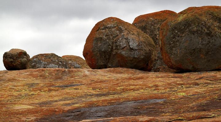 Gwango Tamarillo Estate
