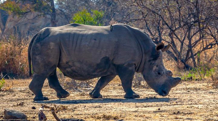 Gwango Tamarillo Estate