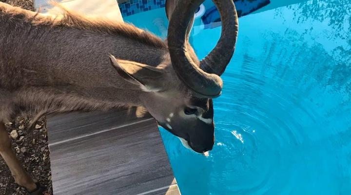 Ubejani House - Marloth Park - 951 Geelvis