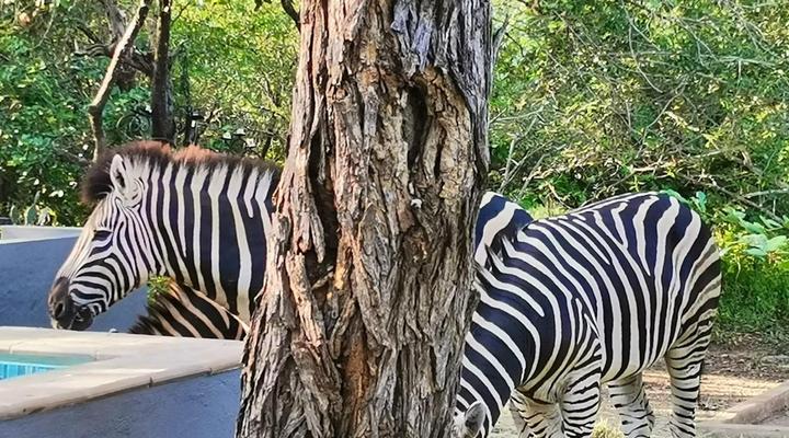 Ubejani House - Marloth Park - 951 Geelvis