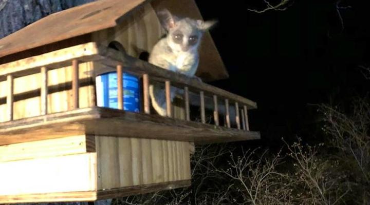 Ubejani House - Marloth Park - 951 Geelvis