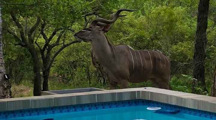 Ubejani House - Marloth Park - 951 Geelvis