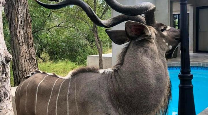 Ubejani House - Marloth Park - 951 Geelvis