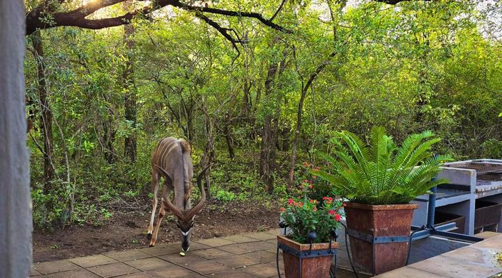 Ubejani House - Marloth Park - 951 Geelvis