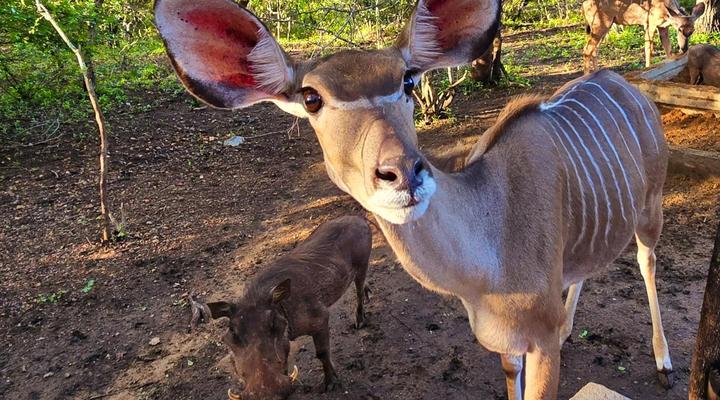 Ubejani House - Marloth Park - 951 Geelvis