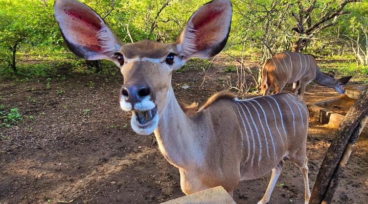 Ubejani House - Marloth Park - 951 Geelvis