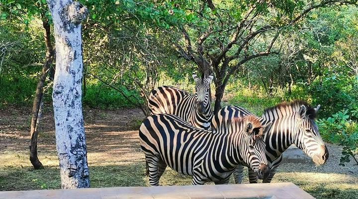 Ubejani House - Marloth Park - 951 Geelvis