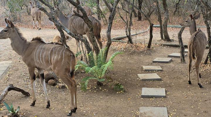 Ubejani House - Marloth Park - 951 Geelvis