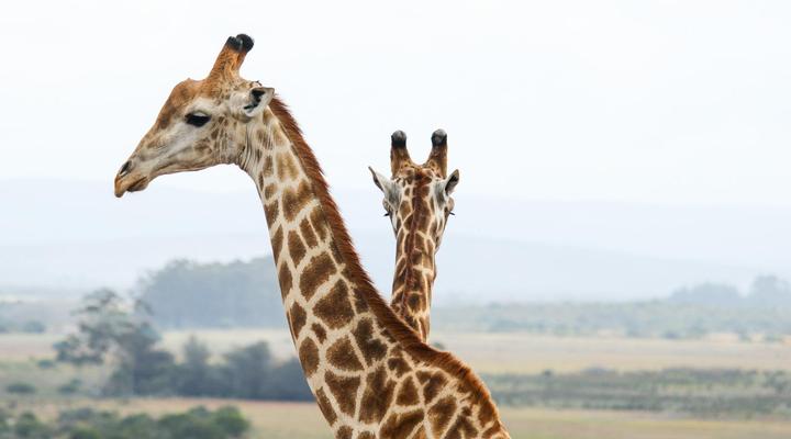 Swartklip Game Lodge