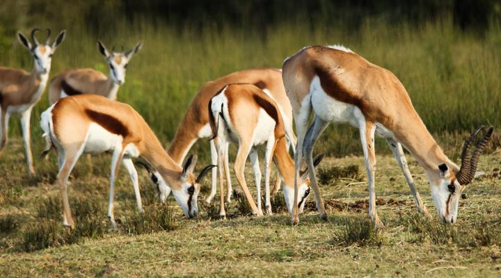 Swartklip Game Lodge