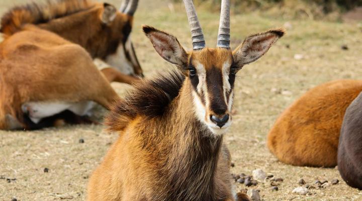 Swartklip Game Lodge