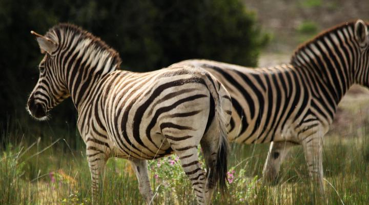 Swartklip Game Lodge