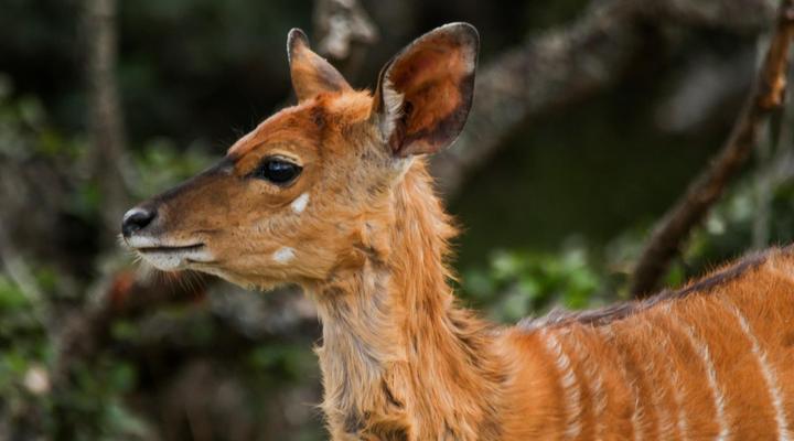 Swartklip Game Lodge