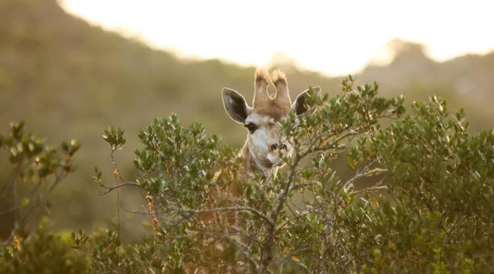 Swartklip Game Lodge