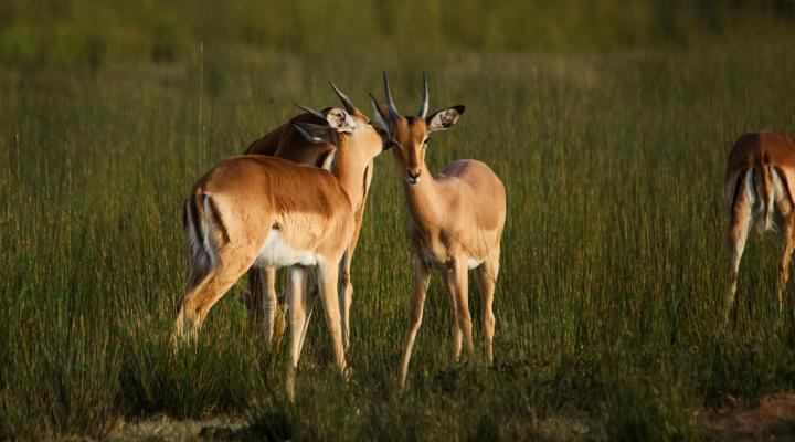 Swartklip Game Lodge