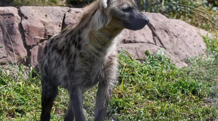 Zabini Lodge Rooms With Private Pools