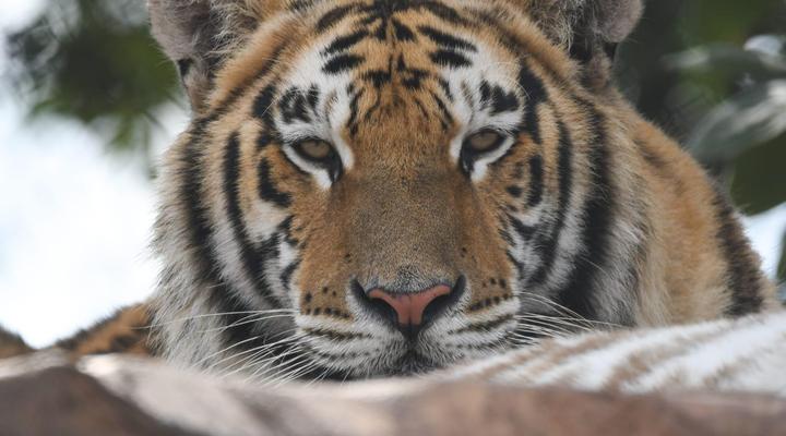 Zabini Lodge Rooms With Private Pools