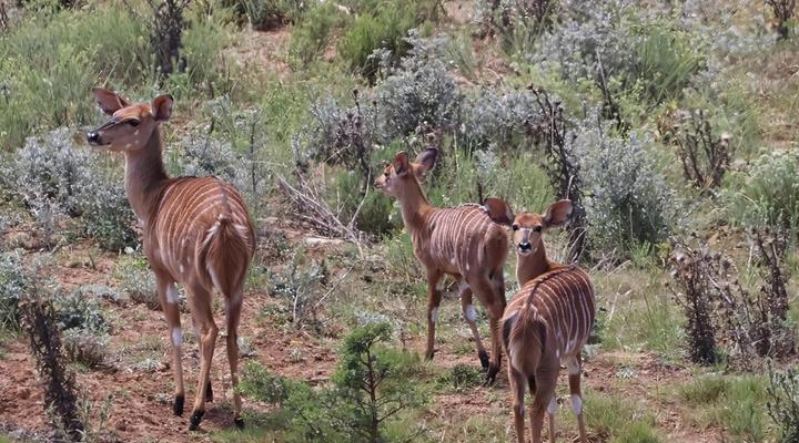 Forest View Luxury Farm Stay
