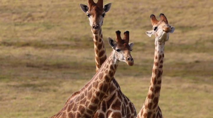 Forest View Luxury Farm Stay