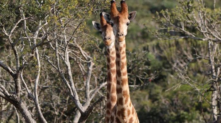 Forest View Luxury Farm Stay