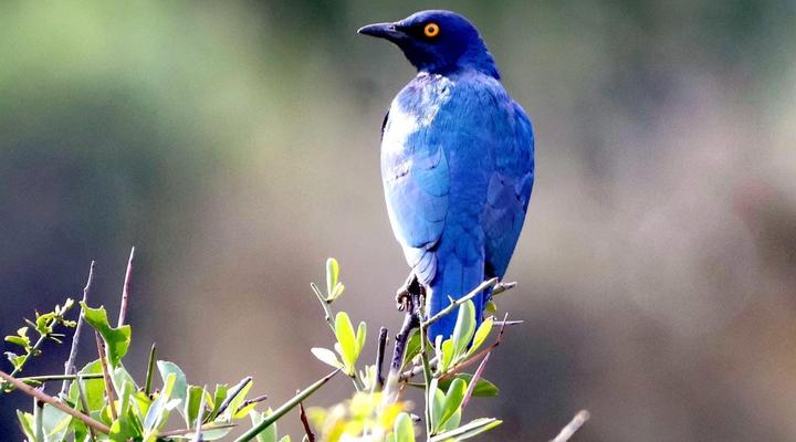 Forest View Luxury Farm Stay