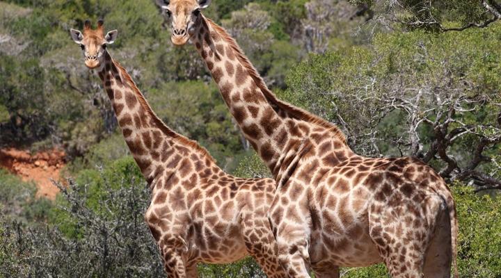 Forest View Luxury Farm Stay