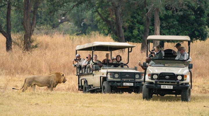 Lion Camp