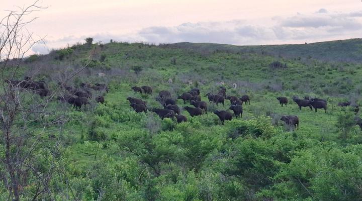 Sunset Safari Camp at Hluhluwe Game Park