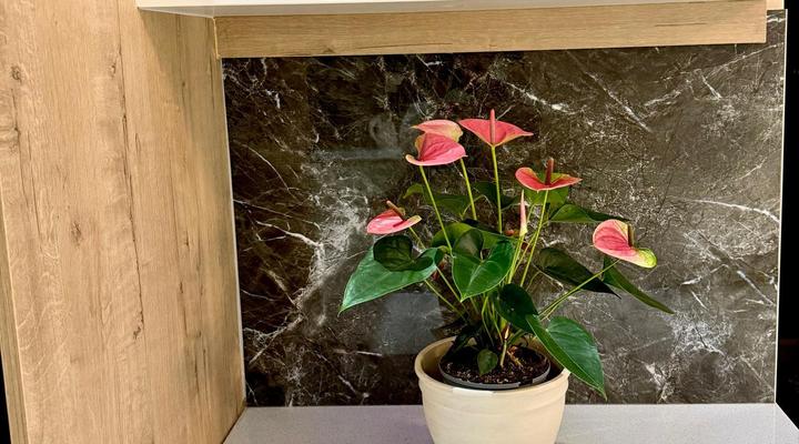 Deluxe Nest Windhoek