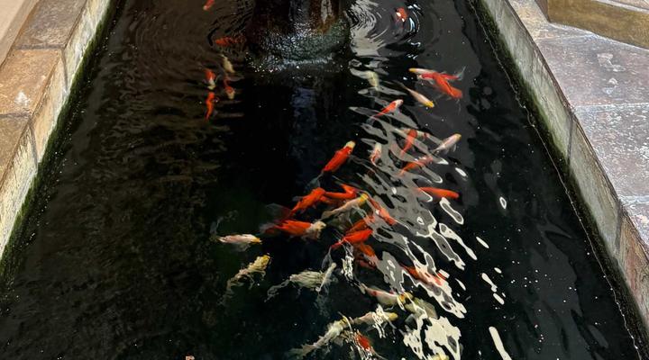 The Orion Guest House