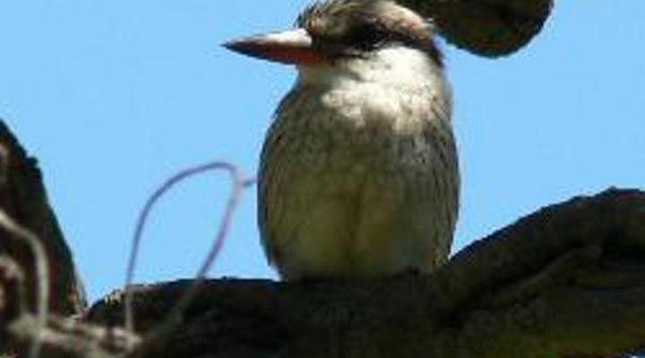 Bee Tree Safari Boma Bush Cabins