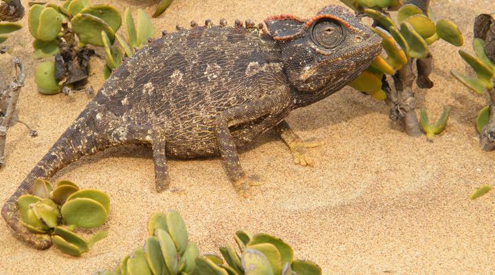 Guest House Fischreiher