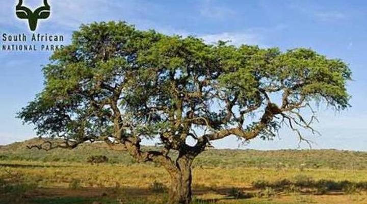 SANParks Haak-en-Steek Rest Camp Mokala National Park