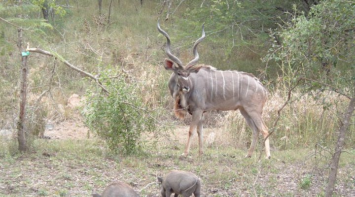 The Bush Luxury Self-catering Lodge