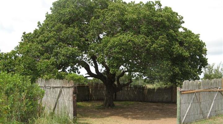 Utshwayelo, Kosi Mouth Lodge and Camp