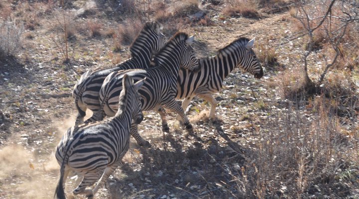 Mount Hope Private Game Reserve